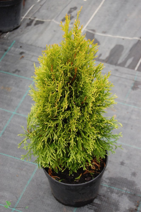 Tuja Thuja plicata Gold ZŁOTA