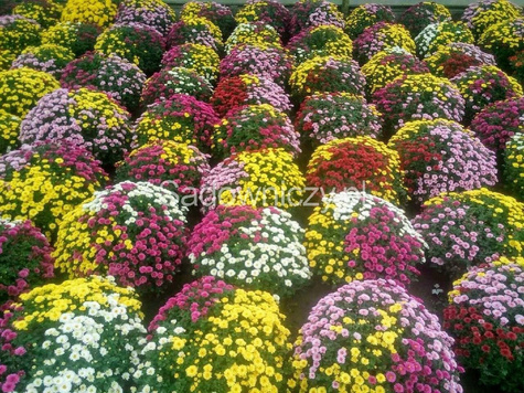 Chryzantema drobnokwiatowa ceglasta (C2) DUŻA ROŚLINA