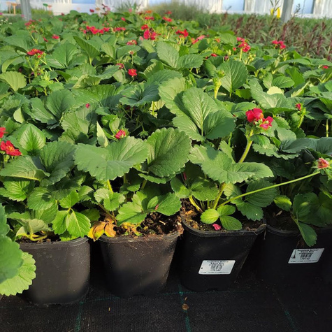 Truskawka Summer Breeze Rose powtarzająca owocowanie w doniczce