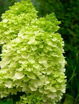 Hortensja bukietowa Lime Sparkle (P9)