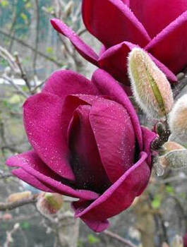 Magnolia Mighty Mouse