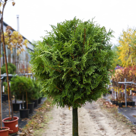 Tuja Thuja Kula na pniu