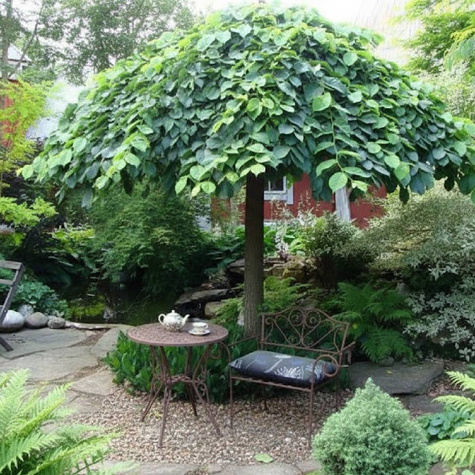 Wiąz Camperdownii szczepiony na pniu