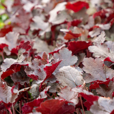 Żurawka ogrodowa Black Beauty Ciemna piękność (C2)