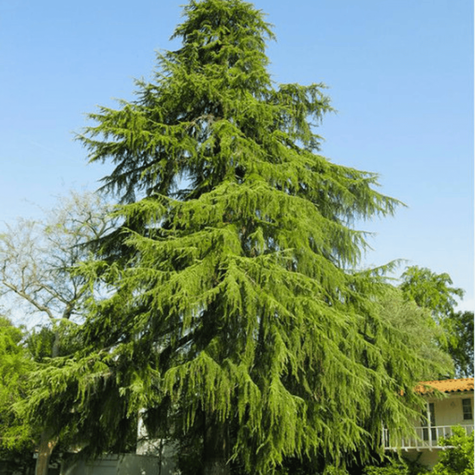 Cedr Himalajski (C2)