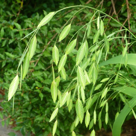 Obiedka szerokolistna (C2)