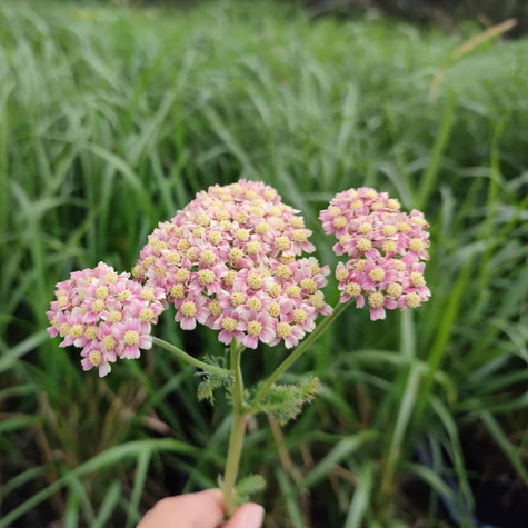 Krwawnik pospolity Cerise Queen (C2)