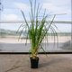 Trawa pampasowa White Feather (C2)