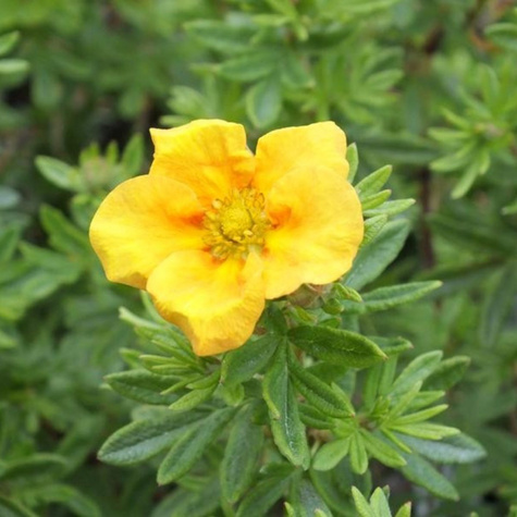 Pięciornik krzewiasty Annette (P9)