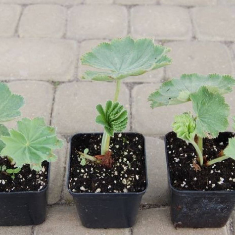 Przywrotnik ostroklapowy Płaszcz Matki Boskiej (P9)