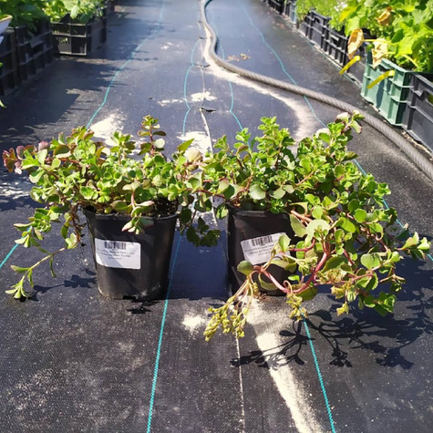 Rozchodnik kaukaski Voodoo (C2)