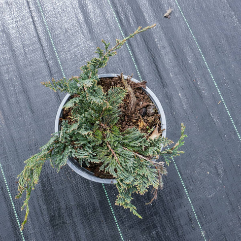 Jałowiec płożący Blue Chip dywanowy (C2)