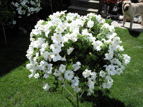 Surfinia biała NOWOŚĆ Sadzonka