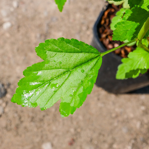 Pęcherznica kalinolistna Raspberry Lemonade (C2)