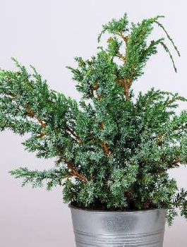 Jałowiec chiński Blue Alps (C2)