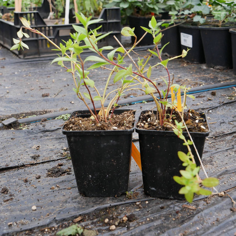 Barwinek pospolity większy Alba (C2)