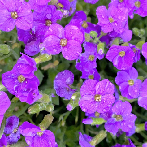 Żagwin ogrodowy Cascade Blue (C2)