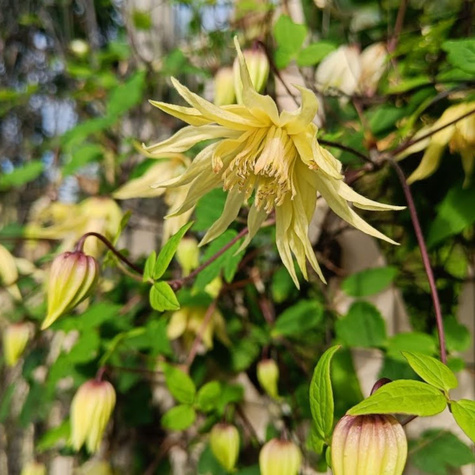 Powojnik Clematis Golden Dream (C2)