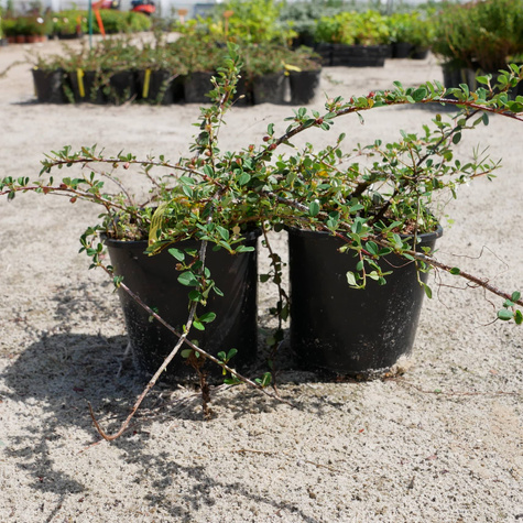 Irga Dammera 'Frieder's Evergreen'