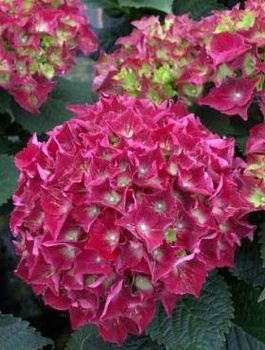 Hortensja ogrodowa Hot Red (C2)