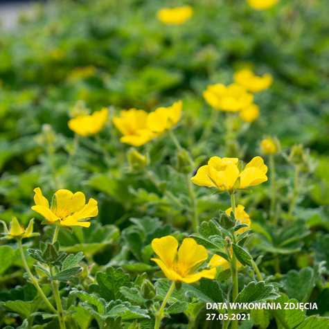 Pięciornik poziomkowaty wielkokwiatowy