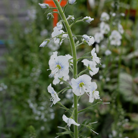 Przetacznik goryczkowaty (C2)