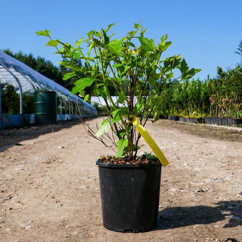 Pęcherznica kalinolistna Raspberry Lemonade (C2)