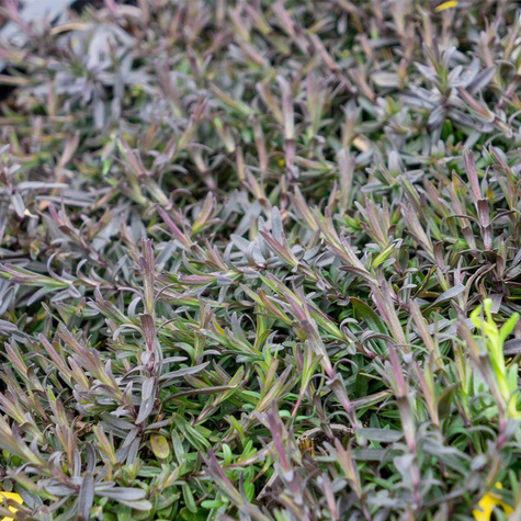 Goździk kropkowany Leuchtfunk (C2)