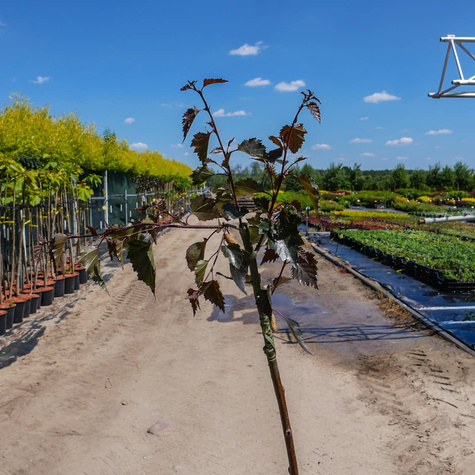 Brzoza Brodawkowata Purpurea Szczepiona Na Pniu