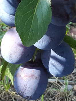 Śliwa Empres Plant Pack