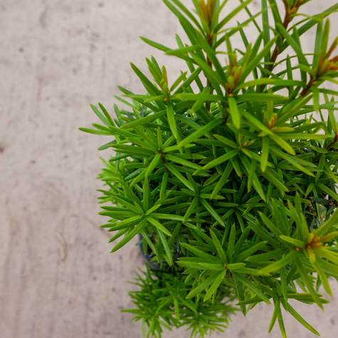 Cis pospolity doniczka