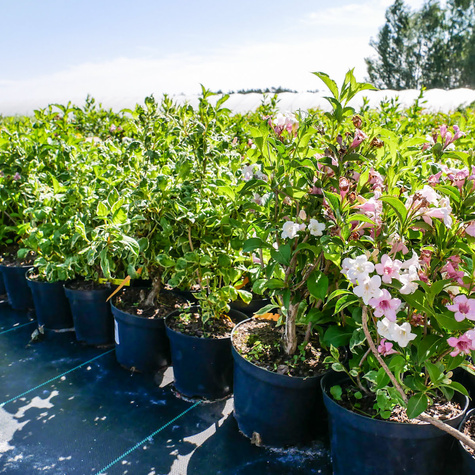 Krzewuszka cudowna Caricatura (C2)