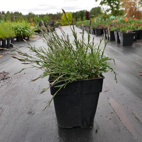 Goździk kropkowany Leuchtfunk (C2)