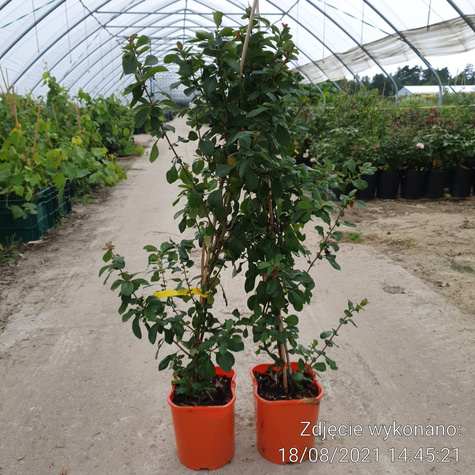 Pigwowiec pośredni Fire Dance w doniczce (C2)