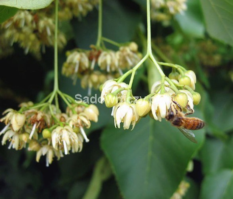 Lipa drobnolistna Erecta