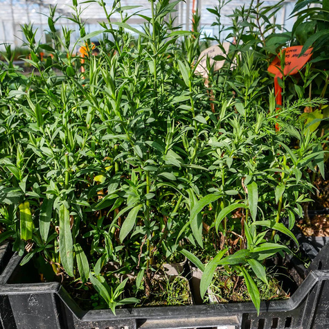 Aster nowobelgijski (C2)