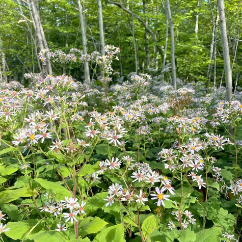 Aster wielkolistny Aster macrophyllus (C2)