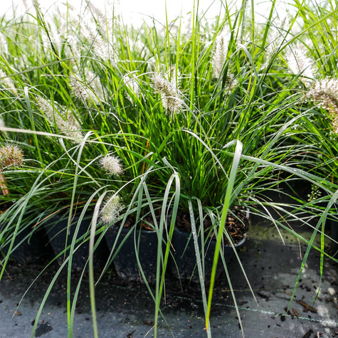 Pennisetum alopecuroides, Rozplenica japońska, Piórkówka 'Weserbergland'