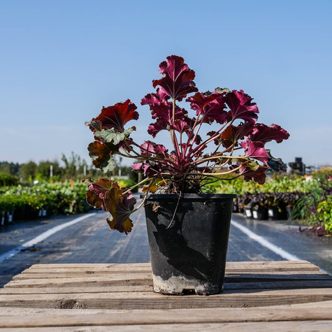 Żurawka ogrodowa Iced Olive (C2)