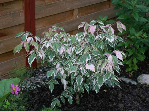 Klon Flamingo forma krzewiasta