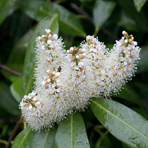 Laurowiśnia Iberyjska Angustifolia (C2)