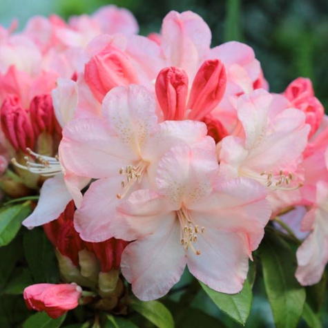 Rododendron Percy Wieseman łososiowy (C2)