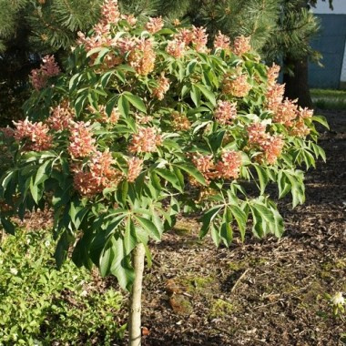 Kasztanowiec krwisty Rosea Nana (obw. 8/12cm, H - 140/200cm)