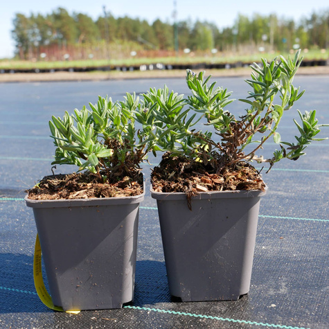 Nawrot rozpierzchły Heavenly Blue