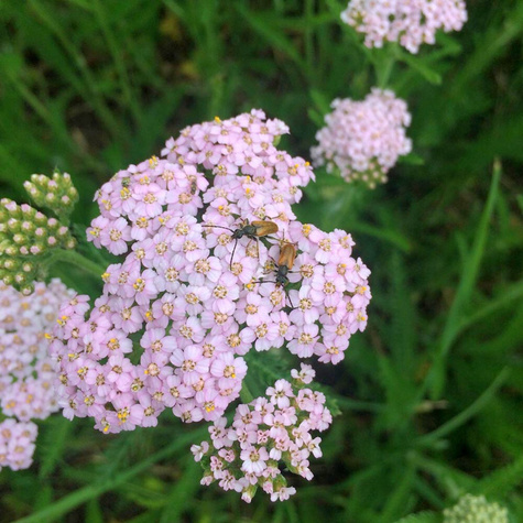 Krwawnik pospolity Apfelblüte (C2)