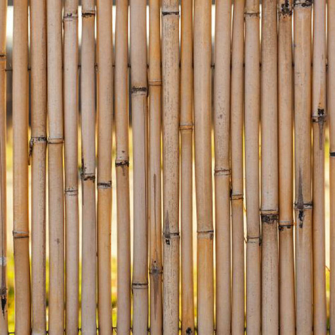 Tyczka bambusowa dł. 60cm, gr. 8-10 mm