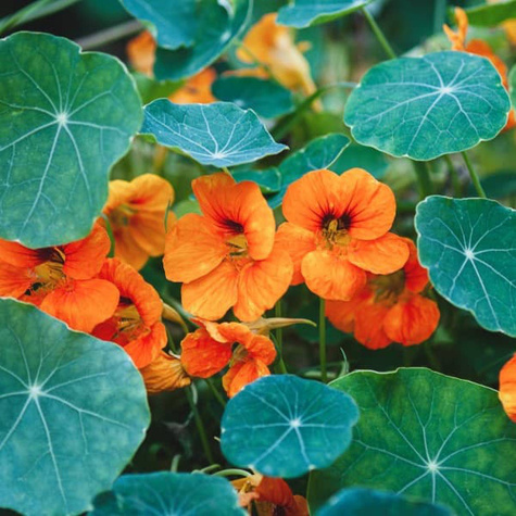 Nasturcja wysoka pnąca mix 4g