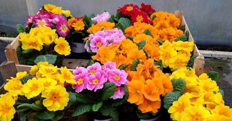 Prymulka Pierwiosnek różowa sadzonka w doniczce