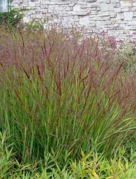 Panicum virgatum 'Rehbraun'
