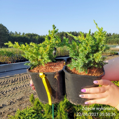 Jałowiec łuskowaty Blue Swede (C2)